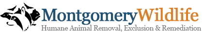 Montgomery Wildlife Removal - (267) 647-6674