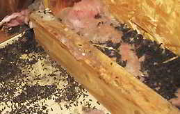 Bat guano in an attic - Bala Cynwyd, PA