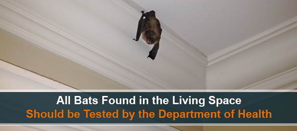 Bat Removal - Rabies Testing Near Lansdale, PA, 19446