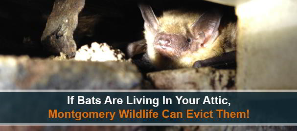 Bat Removal and Exclusion Services Near 19446