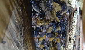 Bats in the Attic - Bat Removal 19446