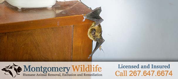 Emergency Bat Removal Near 19446
