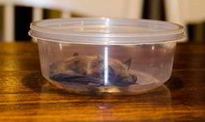 Emergency Bat Removal - Rabies Testing - Montgomery County