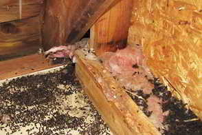 Bat Guano in the Attic