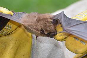 Bats are high risk for rabies