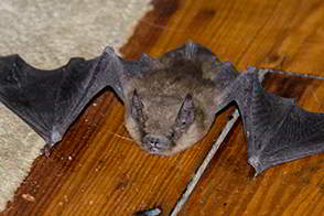 Bat inside the home