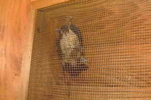 Bat Trapping and Removal - Lansdale, PA, 19446