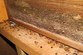 Bat droppings in attic
