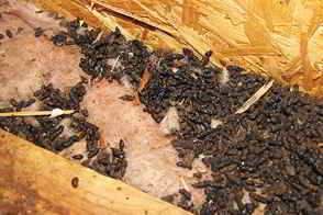 Bat Attic Contamination