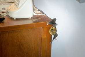 Emergency Bat Trapping
