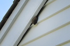 Bat hanging behind the fascia board