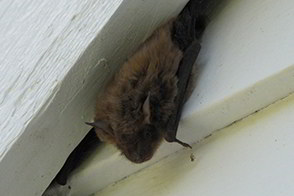 Bat Removal - Bat Control
