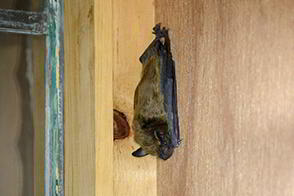 Emergency Bat Removal - Bat in House - Bat Control