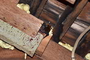 Bat Removal - Bat Exclusion