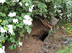 Groundhog Hole Garden - New Hope, PA, 18938 
