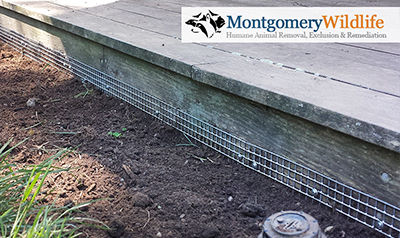 Groundhog Burrow Hole - Digging Under Deck