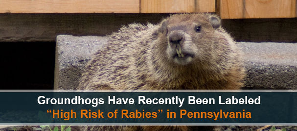 Groundhog Rabies in PA - Removal Service