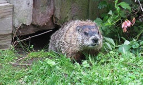 Groundhog Under Shed - 19446 - Lansdale, PA