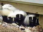 Skunks Under Deck - Animal Removal
