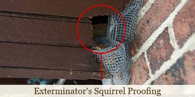 Exterminator's Ineffective at Squirrel Proofing