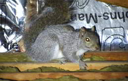 Squirrel in Attic - Bala Cynwyd, PA, 19004