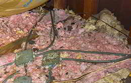 Squirrel Contamination - Feces in Attic