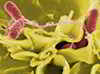 Salmonella - Squirrel Contamination