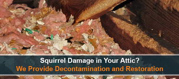 Squirrel Droppings in Attic - Decontamination