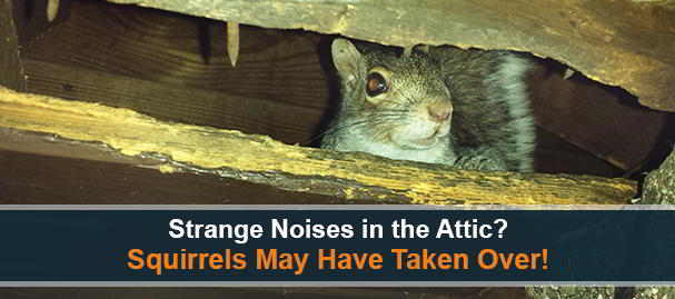Squirrels in Soffit - Trapping & Removal