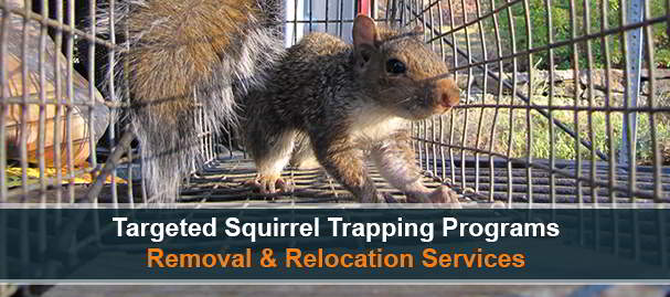 Squirrel Trapping & Removal Near Lansdale, PA, 19446