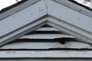 Squirrel chewing on vent - Squirrel trapping and exclusion.