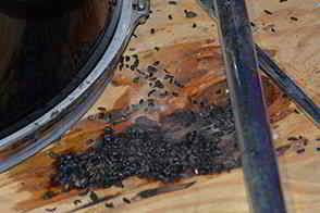 Flying squirrel feces in the attic