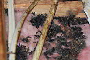 Squirrel droppings in an attic
