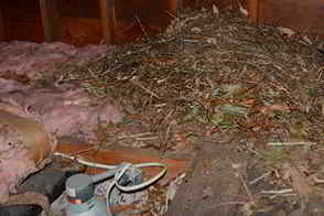 Squirrel nest in attic
