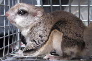 Squirrel Trapping and Relocation Services