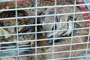 Squirrel Trapping and Removal