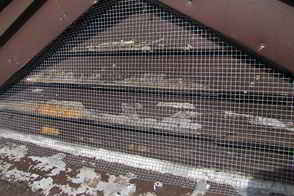Squirrel Damage Repair - Exclusion Services