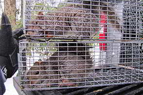 Montgomery County PA - Squirrel Trapping