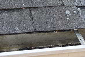 Squirrels in the Attic?