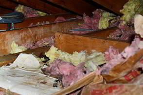 Raccoon Damage in Attic - Raccoon Feces