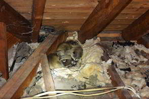 Raccoons in Attic - Noises in the Attic