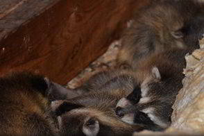 Raccoons Living in the Attic