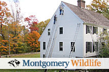 Montgomery Bat Exclusion