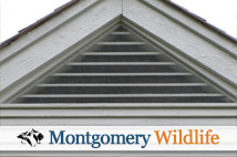 Montgomery Wildlife - Bats in Attic