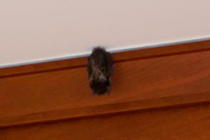 Bat in the Kitchen