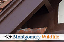 Bird Proofing - Bird Exclusion in PA