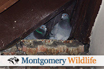 Bird Removal and Exclustion - Pennsylvania