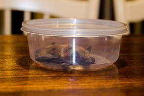 Bat Trapping and Removal