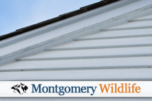 Montgomery Bat Removal