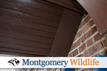 Montgomery County PA - Squirrel Proofing